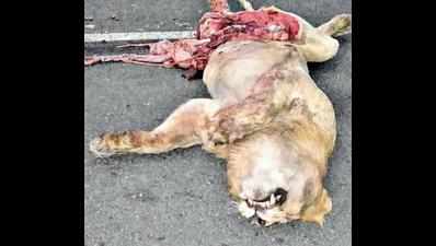 Lion crushed to death by heavy vehicle in Amreli