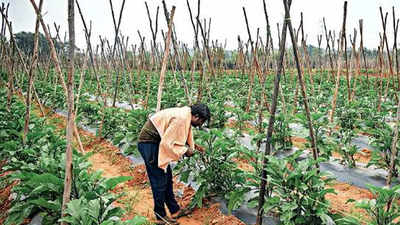 Shortage of urea, DAP bolsters demand for complex fertilisers in Karnataka