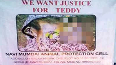 Belapur court orders dog-killers to serve at animal NGO for a month