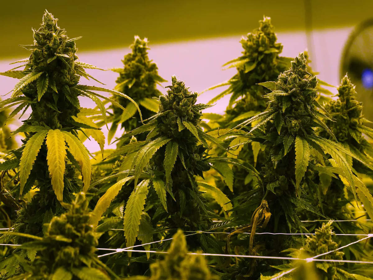 Legalised cannabis: a rarity around the world - Times of India