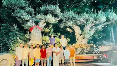 Olive trees worth Rs 84 lakh from Andhra Pradesh's Kadiam Nursery sent ...