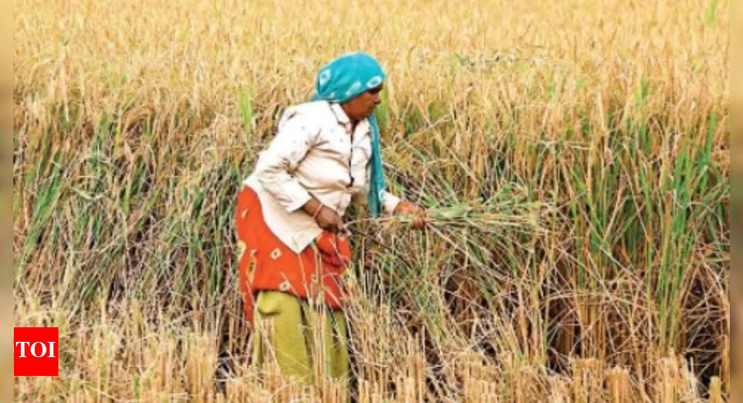 After farm laws repeal, farmer unions want legal guarantee for MSP. Should the govt give in?