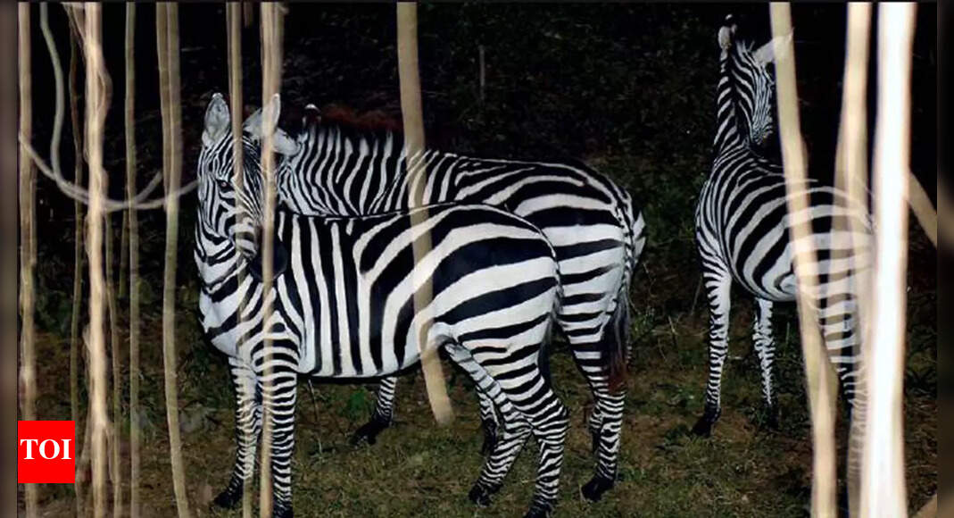Zoo: Lucknow zoo welcomes 3 zebras from Israel in its fold | Lucknow ...