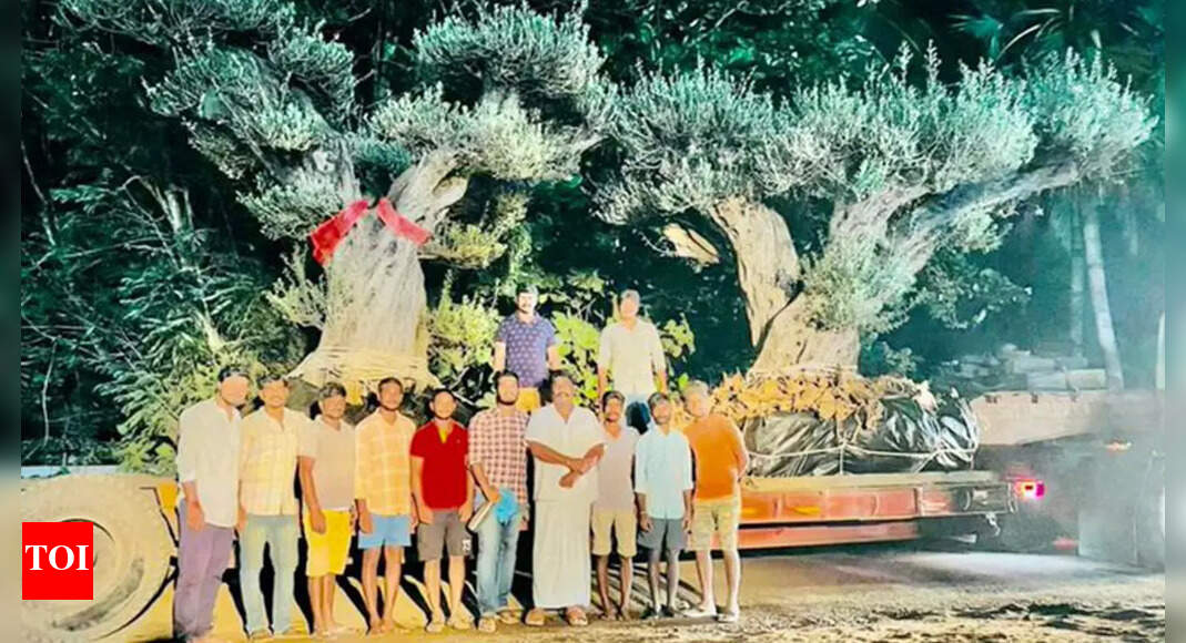 Andhra Pradesh nursery sends 200yearold olive trees to Ambani house