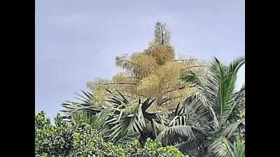 Superstition puts talipot palm tree at risk: Expert