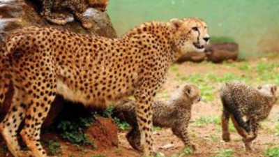 International trade nod may delay cheetah translocation in Madhya Pradesh further