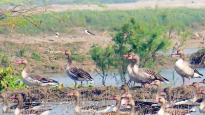 Post pandemic break, winter bird count back in Delhi-NCR to take stock of species