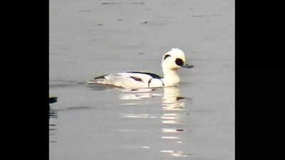 Rare European duck sighted in UP wetland
