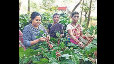 Odisha CM Naveen Patnaik push to coffee farming in Koraput