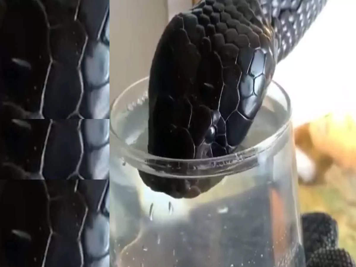 Viral Video: Thirsty Cobra Drinks Water From A Glass, Internet Stunned