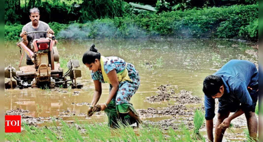 Telangana: Paddy farmers concern about crop switch