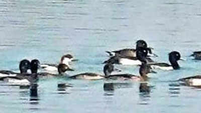 Uttar Pradesh: Rare migratory bird spotted in Haiderpur Wetland