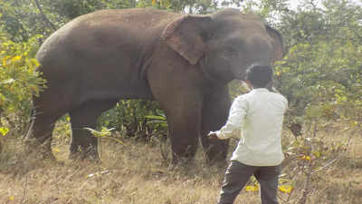 From ailing ‘hathi’ to ‘Renga Raja’: Chhattisgarh DFO and team give new life to tusker