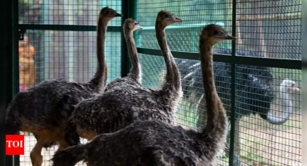 Delhi: Naming inmates? No ostrich approach here | Delhi News - Times of ...