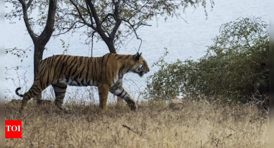 New study throws light on inbreeding, challenges & fight for survival ...