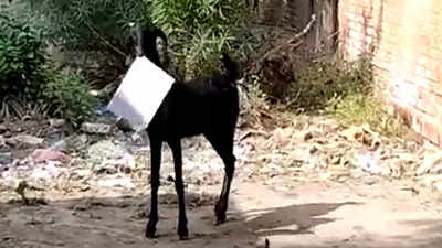 Goat escapes with files from block office in Kanpur, video goes viral |  Kanpur News - Times of India