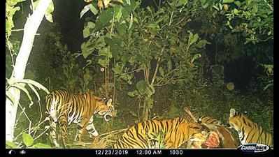 As tigers prey on livestock, calls for holistic conservation get louder