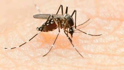 Nine new dengue cases reported in Prayagraj