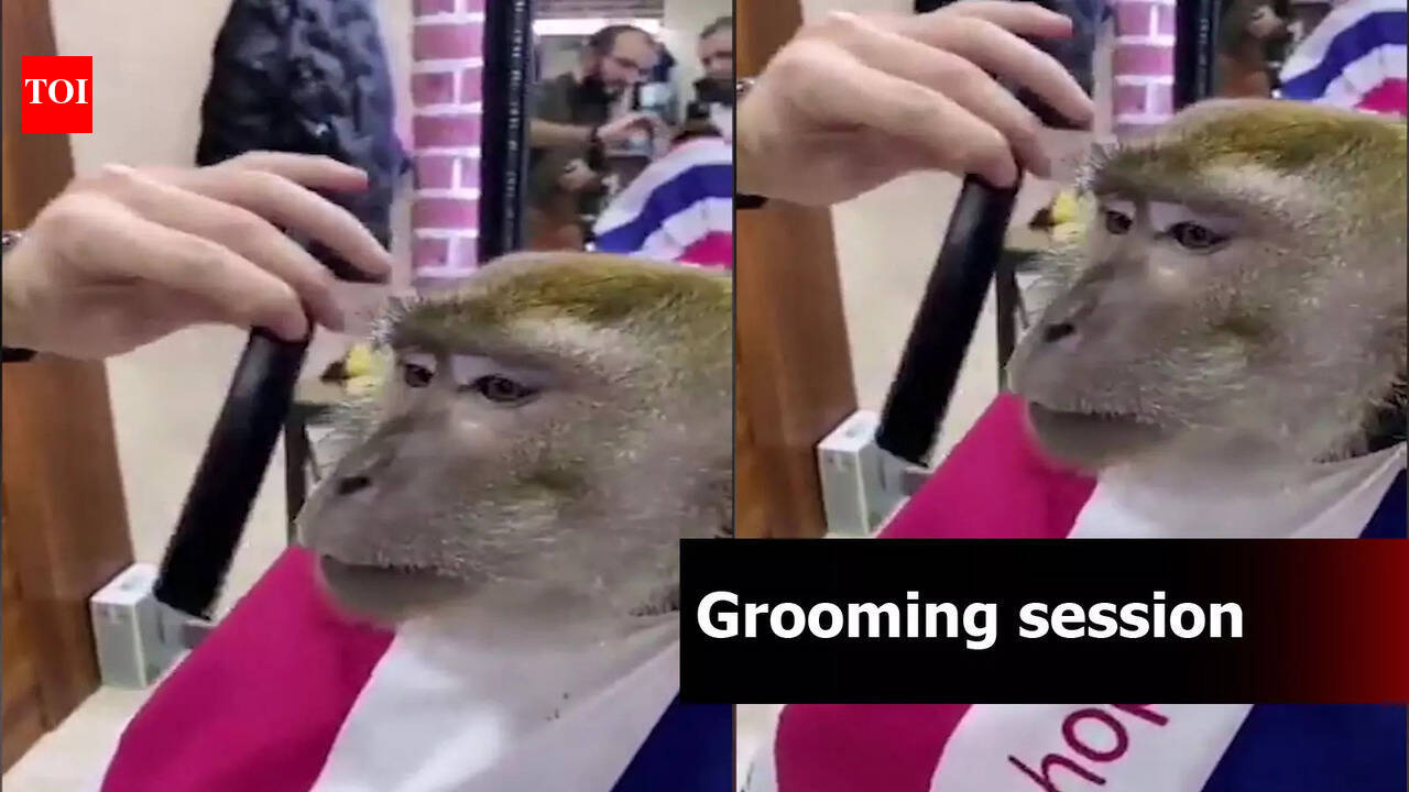 Watch: Monkey gets a trim in a salon, video goes viral