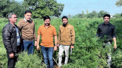 Gujarat: Marijuana plantation worth Rs 1.14 crore busted in Dahod