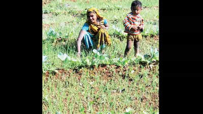 Rajasthan: UN body recognises farming practices by tribals in 3 districts