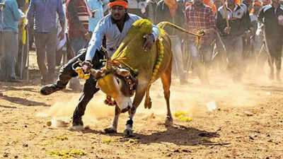 Karnataka: Police disallow bull taming in Haveri district