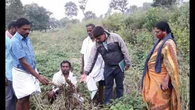 Crops across 2,500 hectares destroyed by unseasonal rain in C’nagar