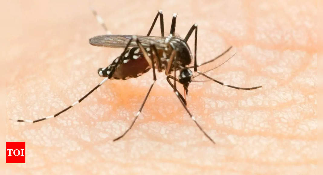 'Rain to prolong dengue-malaria season in Kolkata'