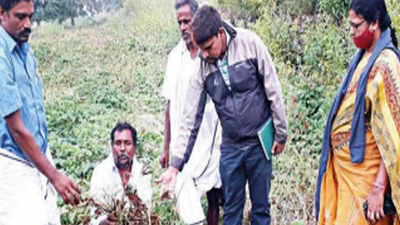 Karnataka: Crops across 2,500 hectares destroyed in Chamarajanagar