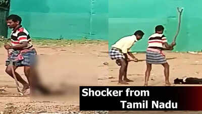 Two arrested for beating community dog to death in Tuticorin | Chennai ...