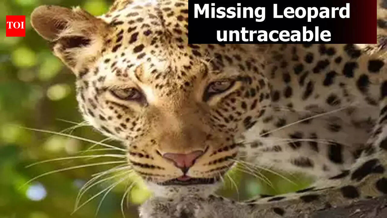 Indore: No clue of escaped leopard, state forest minister Vijay Shah ...