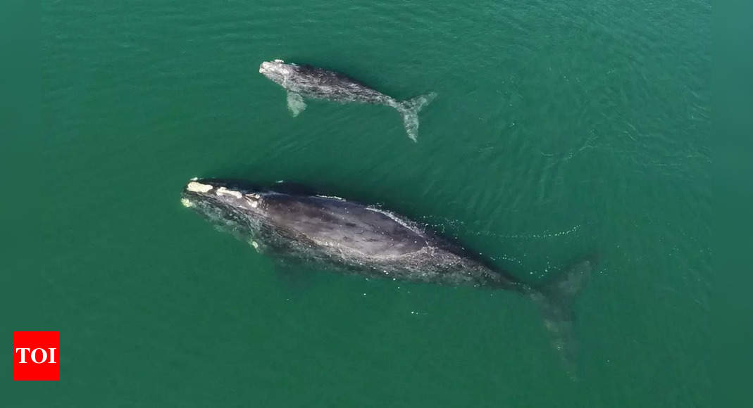 Endangered Whale Gives Birth While Entangled In Fishing Rope The Times Of India