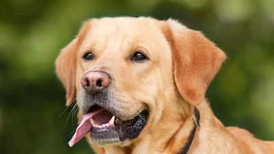 Canine distemper outbreak worries vets