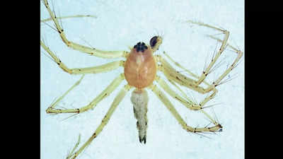Maharashtra: Spider that shuns web discovered in Melghat Tiger Reserve