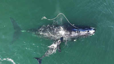 Endangered whale gives birth while entangled in fishing rope