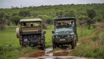 Omicron travel bans strike South Africa's safari business