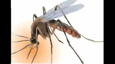 Chikungunya cases in Ahmedabad increase by 76%