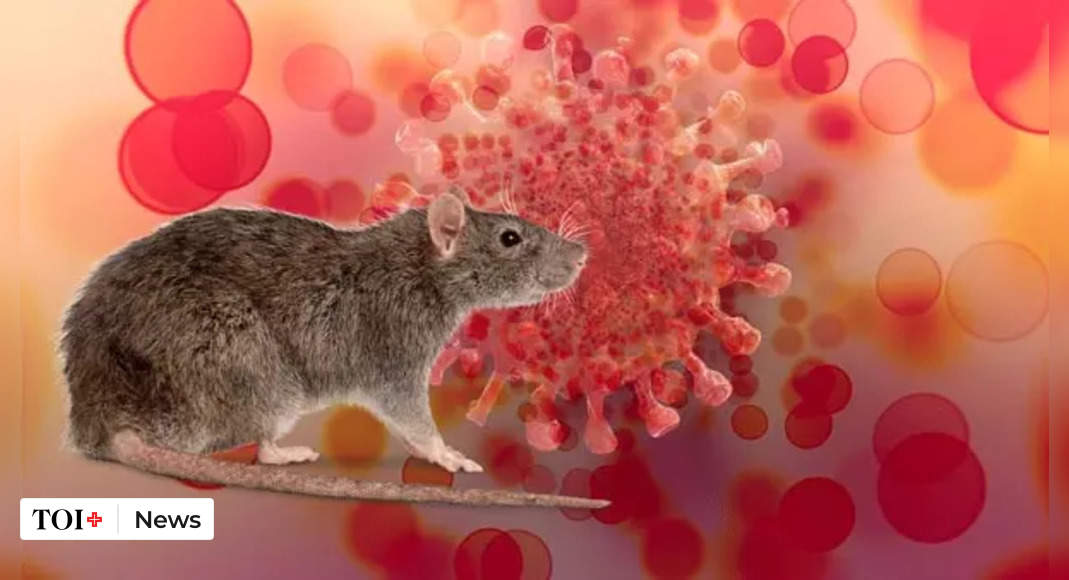 Did rats, common cold make Omicron a super-spreader?