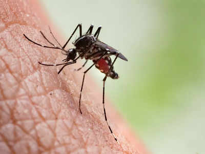 14 million more malaria cases in 2020 worldwide; India sustained reduction in disease burden: WHO