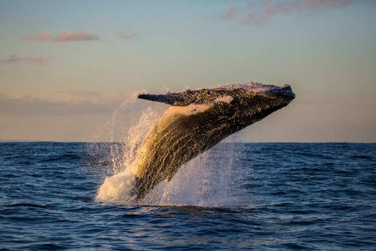 Maui for whale watching