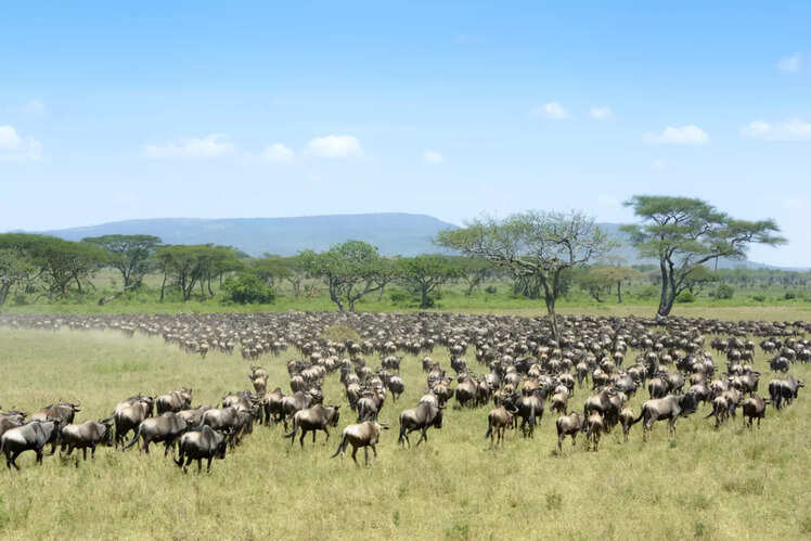 Wildbeest migration at Serengeti National Park/Maasai Mara