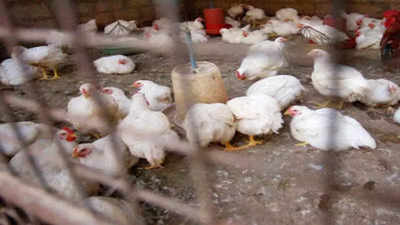 Bird flu outbreak reported in village in Kerala