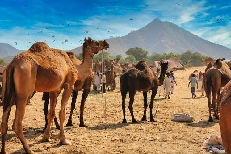 Pushkar Camel Fair, Rajasthan