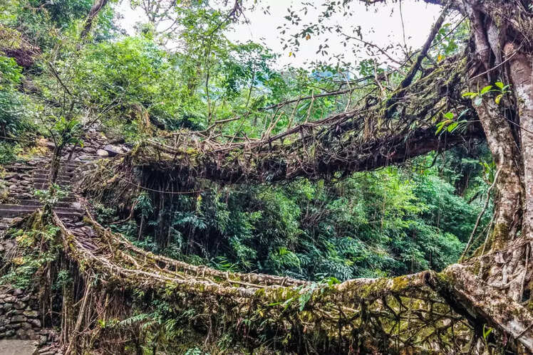 Living Root Bridges, Meghalaya