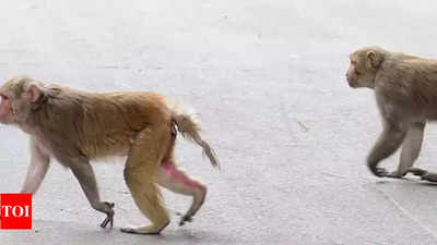 Monkey menace in Vrindaban - The Economic Times