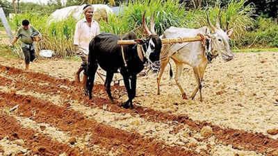 Jharkhand government to take Rs 1,552 crore loan for paddy MSP