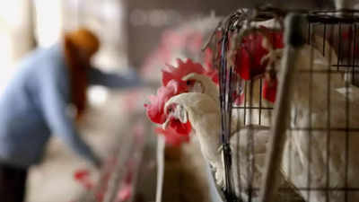 No bird flu scare in Karnataka: Breeders’ association