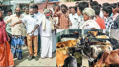 Madurai corporation faces flak for poor upkeep of seized cattle