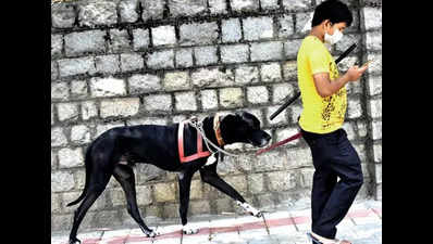 Strict action against pet owners for leaving dog poo on streets