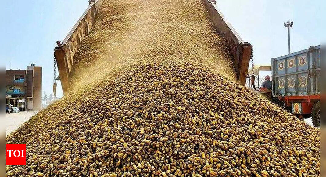 New bacteria can up groundnut yield | Rajkot News - Times of India